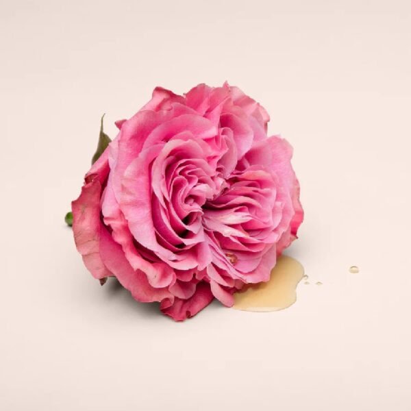 26764-liberte-sensual-intimate-oil-lingerie-Cy 26764-liberte-sensual-intimate-oil-lingerie-Cy