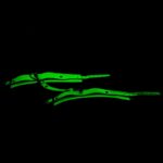 EK-251701255-toyboy-glow-in-the-dark-handcuffs-sex-shop-limassol